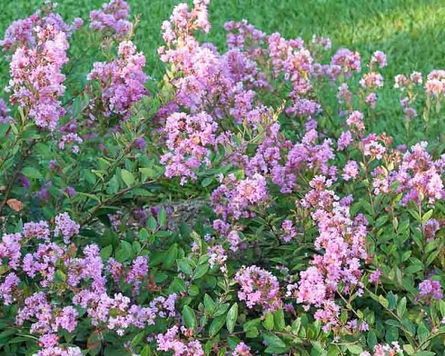 The Lagerstroemia 'Infiniti Orchid' Crepe Myrtle, renowned for its pink blossoms, flourishes with lush green leaves in a tranquil garden environment.