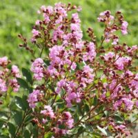 The vibrant flowers of the Lagerstroemia 'Infiniti Orchid' Crepe Myrtle, found in a 7" pot, dazzle in shades of pink against a blurred green background.