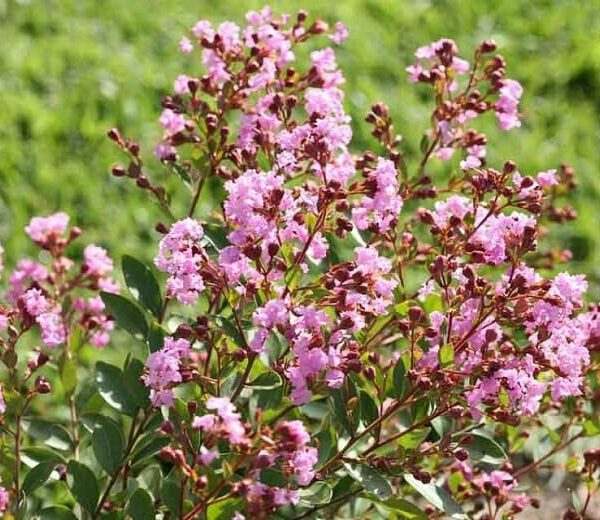 The vibrant flowers of the Lagerstroemia 'Infiniti Orchid' Crepe Myrtle, found in a 7" pot, dazzle in shades of pink against a blurred green background.