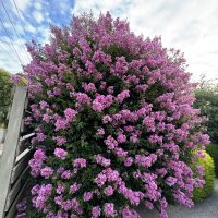 Beside a fence under a partly cloudy sky, a large bush with dense pink clusters evokes the charm of Salvia 'Mystic Spires' 6" Pot.