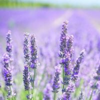 A close-up of a field of Lavandula 'Grosso' Lavender from a 6" Pot, with its vibrant purple flowers in full bloom under a clear sky, captures the enchanting beauty of this plant.