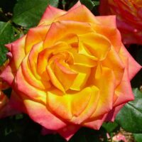 Close-up of a vibrant Rose 'Magma' Bush Form, showcasing its yellow petals with pink edges, surrounded by lush green leaves.