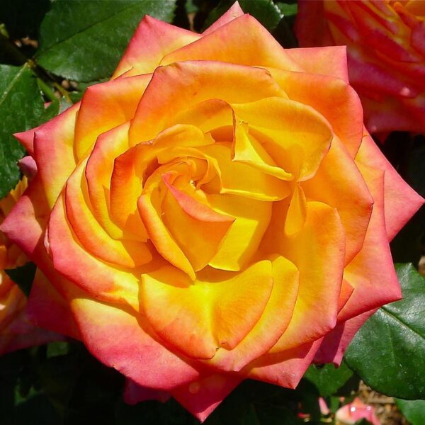 Close-up of a vibrant Rose 'Magma' Bush Form, showcasing its yellow petals with pink edges, surrounded by lush green leaves.