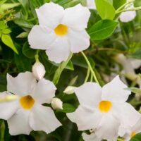 Introducing the Mandevilla 'Jade White' 7" Pot: this plant features elegant white flowers with vibrant yellow centers, beautifully contrasted against lush green leaves. It adds a touch of charm to any space.