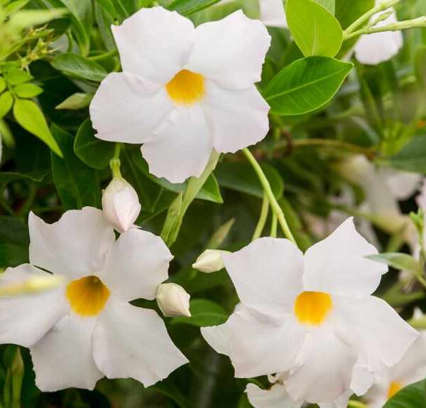 Introducing the Mandevilla 'Jade White' 7" Pot: this plant features elegant white flowers with vibrant yellow centers, beautifully contrasted against lush green leaves. It adds a touch of charm to any space.