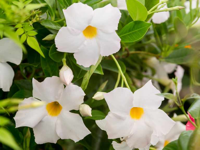Introducing the Mandevilla 'Jade White' 7" Pot: this plant features elegant white flowers with vibrant yellow centers, beautifully contrasted against lush green leaves. It adds a touch of charm to any space.