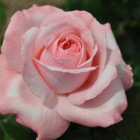 Close-up of the Rose 'Martina' Climber, showcasing its blooming pink flowers with soft, delicate petals encircled by lush green leaves.