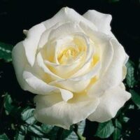 A close-up of a blooming white Rose 'Memoire' 3ft Standard, its petals artfully unfolding against a backdrop of lush green leaves.