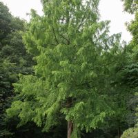 A Larix 'European Larch' 8'' Pot, a medium-sized deciduous tree, stands alone in a forest clearing surrounded by dense vegetation and other trees.
