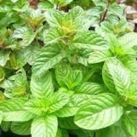 A close-up of Mint 'Berries and Cream' leaves thriving in a garden, capturing the refreshing aroma that beautifully complements a delightful berries and cream dessert.