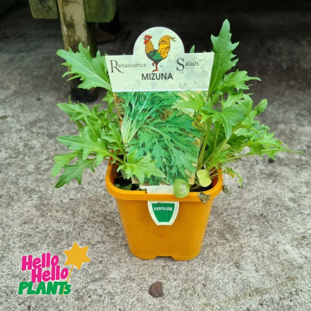Mizuna 'Japanese Greens' 4" Pot - Image 2