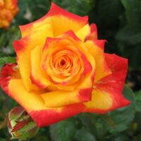 The yellow and red blooms of the Rose 'Model of Perfection' Bush Form stand out elegantly against a lush backdrop of green leaves.