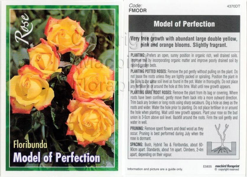 Seed packet for Rose 'Model of Perfection' Bush Form, featuring an image of elegant yellow blooms with pink edges on the left. This celebrated rose comes with planting instructions and care details on the right.