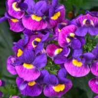The Nemesia 'Sugarberry' in a 6" pot showcases a close-up of its vibrant purple flowers featuring yellow centers, surrounded by lush green leaves.