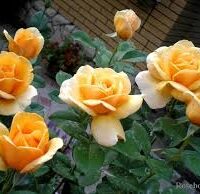 Close-up of several blooming 'Our Copper Queen' PBR roses with vibrant orange petals and lush green leaves, creating a stunning display in the garden.