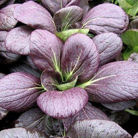 A close-up view of Pak Choi 'Purple' Baby Bok Choi in a 3" pot, showcasing its vibrant leaves adorned with glistening water droplets.