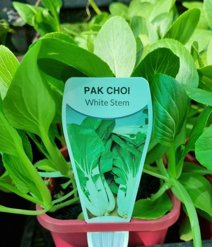 Pak Choi 'White' Baby Bok Choi 4" Pot - Image 3