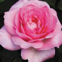Close-up of a pink Rose 'Perfume Passion' Bush Form in full bloom, showcasing delicate petals with varying shades of pink against a dark green background.