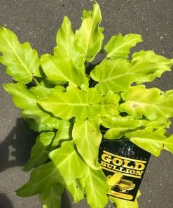 A Philodendron 'Gold Bullion' is elegantly placed on a gray surface, housed in a 6" pot with bright green leaves. A plant label proudly displays the name "Gold Bullion," casting shadows that dance across the ground.