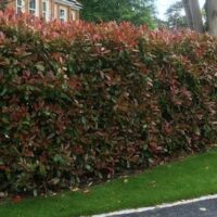 Large Native Hedge (1m plus)