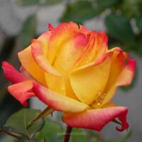 A Rose 'Piccadilly', recognized for its stunning yellow petals with red edges, sparkles with dewdrops in a dynamic garden scene, embodying the sophistication of rose gardening and the rich diversity of floral varieties.