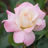 Close-up of the Rose 'Pristine™' Bush Form in full bloom, featuring pink and white petals with lush green leaves in the background.