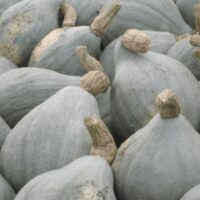 A collection of 'Blue Hubbard' pumpkins from the 4" pots, featuring rough, tan stems clustered closely together.