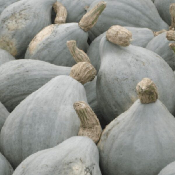 A collection of 'Blue Hubbard' pumpkins from the 4" pots, featuring rough, tan stems clustered closely together.