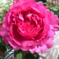 A close-up of the vibrant Rose 'Queen Adelaide' 2ft Standard in full bloom, surrounded by lush green leaves and blurred background flowers.