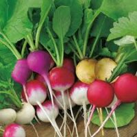 The Radish 'Rainbow' in a 4" pot features a stunning array of vibrant pink, red, white, and yellow radishes, beautifully offset by fresh green leaves.
