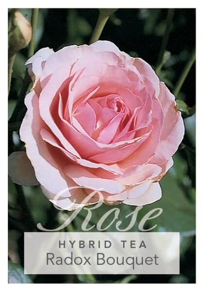 Rose 'Radox Bouquet' - Image 2