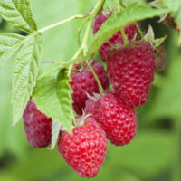 A cluster of ripe Rubus 'Chilliwack' Raspberries hangs enticingly from a branch against the lush greenery of Chilliwack's landscape.