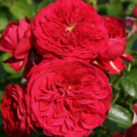 Close-up of the vibrant Rose 'Red Riding Hood' 3ft Standard, showcasing lush, layered petals surrounded by verdant green leaves basking in sunlight.