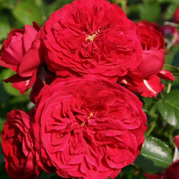 Close-up of the vibrant Rose 'Red Riding Hood' 3ft Standard, showcasing lush, layered petals surrounded by verdant green leaves basking in sunlight.