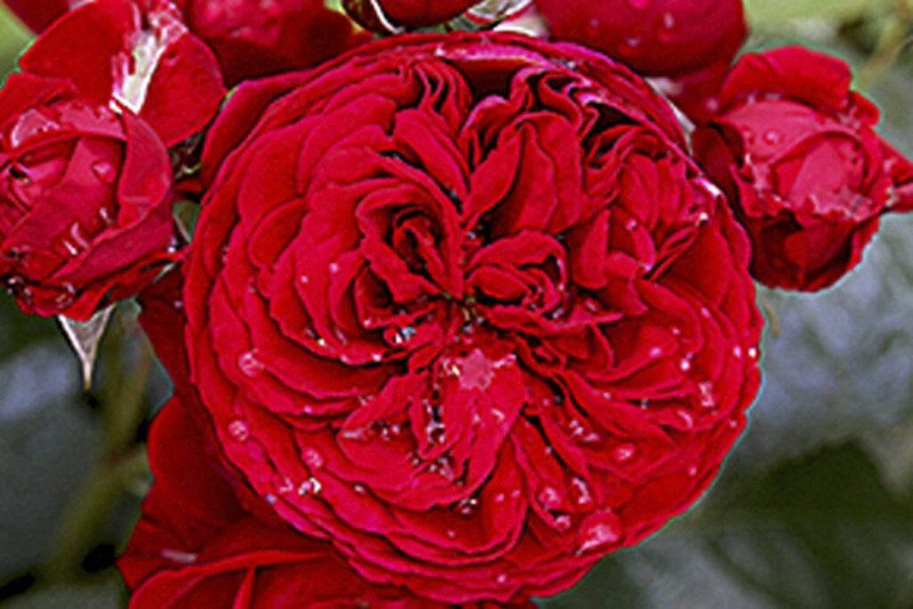 Close-up of a fully bloomed Rose 'Red Riding Hood' 3ft Standard surrounded by rosebuds, with water droplets on the petals.