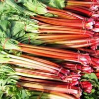 Bundles of Rhubarb 'Sydney Crimson' stalks with lush green leaves are tied together and displayed elegantly on a surface.