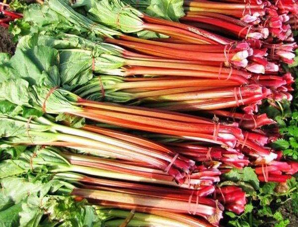 Bundles of Rhubarb 'Sydney Crimson' stalks with lush green leaves are tied together and displayed elegantly on a surface.