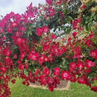 Rosa Bloomfield Courage Red climbing Roses growing in masses on a pole.
