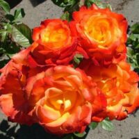 The Rose 'Confetti' Bush Form blooms with vibrant orange and yellow roses, resembling nature's confetti, set against a backdrop of lush green leaves.