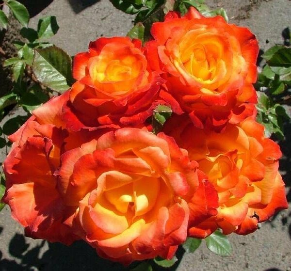 The Rose 'Confetti' Bush Form blooms with vibrant orange and yellow roses, resembling nature's confetti, set against a backdrop of lush green leaves.