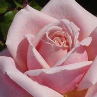 A close-up of a blooming Rose 'Truly Yours™' Bush Rose surrounded by lush green leaves.