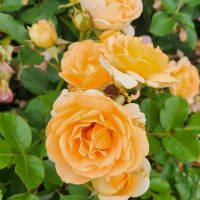 Rosa floribunda Peach profusion rose peach orange roses growing in a garden