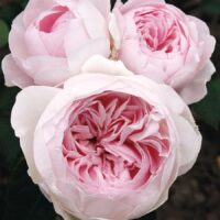 Three 'Earth Angel' roses in full bloom, featuring ruffled pale pink petals and encircled by lush dark green leaves.