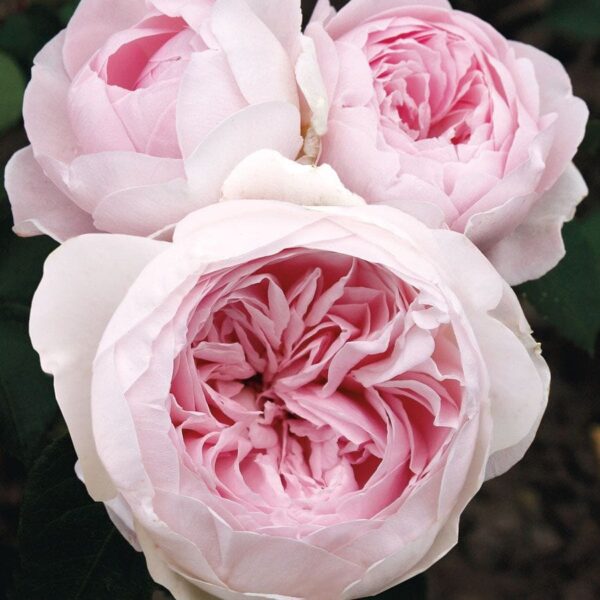 Three 'Earth Angel' roses in full bloom, featuring ruffled pale pink petals and encircled by lush dark green leaves.