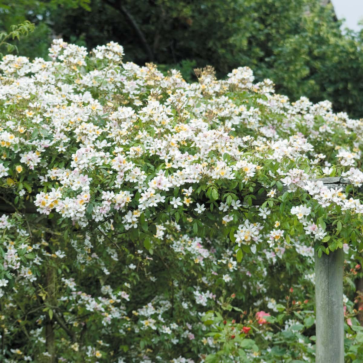 An arch adorned with Rose 'Wedding Day' Climber in shades of white and pale pink stands gracefully against a lush backdrop of greenery.