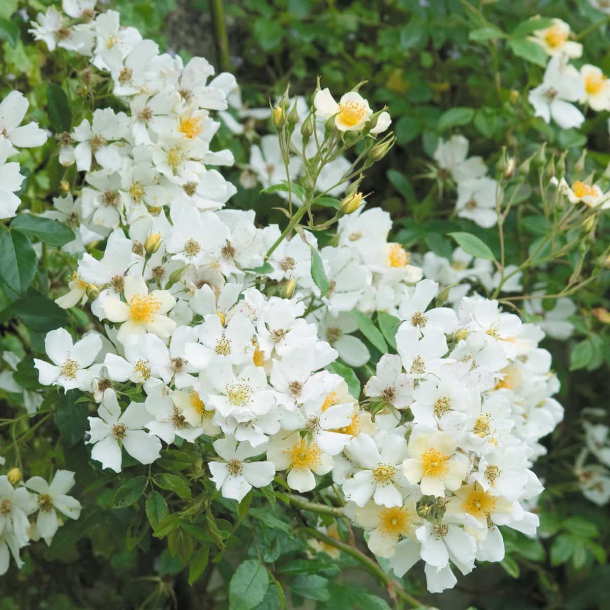 A cluster of Rose 'Wedding Day' climber flowers, featuring white blooms with yellow centers and lush green leaves, ideal for a wedding day bouquet.
