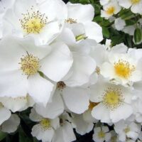 Close-up of Rose 'Wedding Day' Climber's delicate white blooms with yellow centers, set against a backdrop of lush green leaves, reminiscent of the climber in full glory.