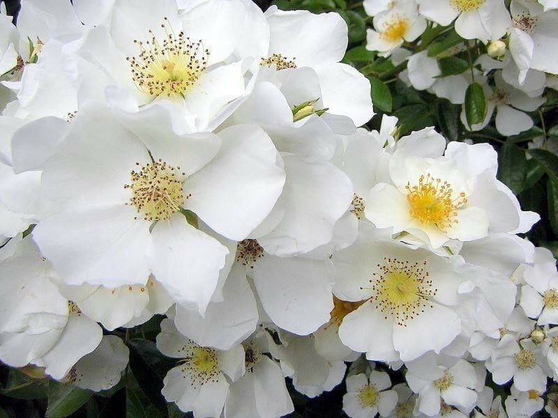 Close-up of Rose 'Wedding Day' Climber's delicate white blooms with yellow centers, set against a backdrop of lush green leaves, reminiscent of the climber in full glory.