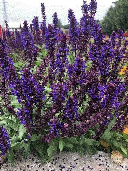 The Salvia 'Salvatore Blue,' available in a 3" pot, stands out magnificently among the lush foliage, with its purple flowers displaying their full beauty.
