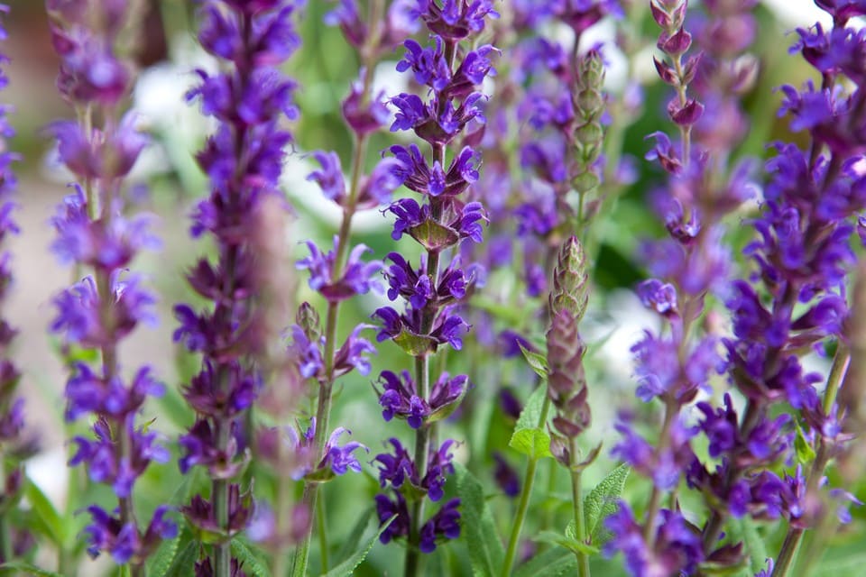 A close-up of Salvia 'Salvatore Blue' flowers, nestled among a vibrant sea of green leaves, flourishing in a snug 3" pot.